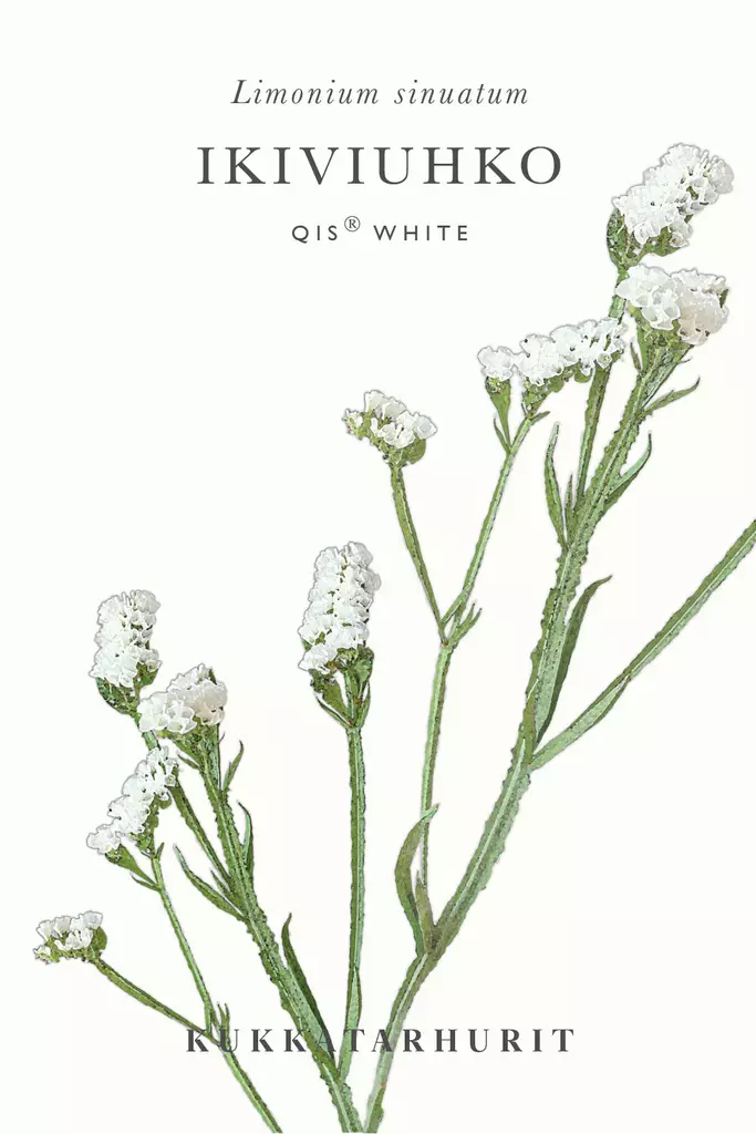 Ikiviuhko 'Qis White' - Annossiemenet - 6430081120108 - 1