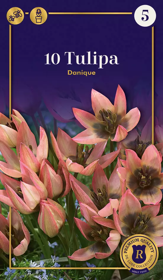Kasvitieteellinen tulppaani 'Danique' 10 kpl - Syyssipulit - 8711148247388 - 1