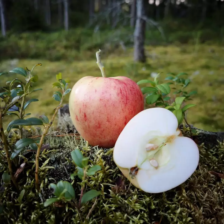 Kesäomenapuu 'Huvitus' - Omenapuut - 6419872131738 - 1