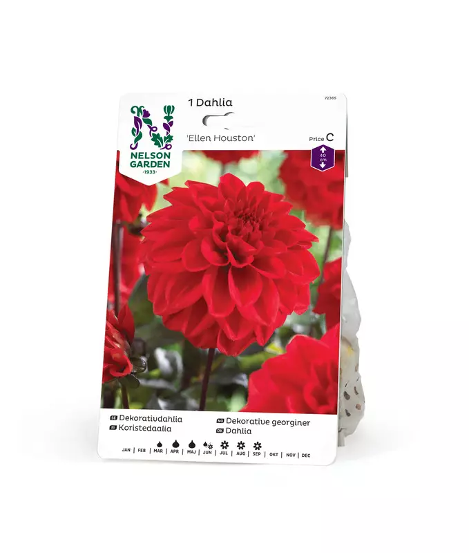 Koristedaalia 'Ellen Houston', Nelson Garden - Kukkasipulit - 7312600723658 - 1