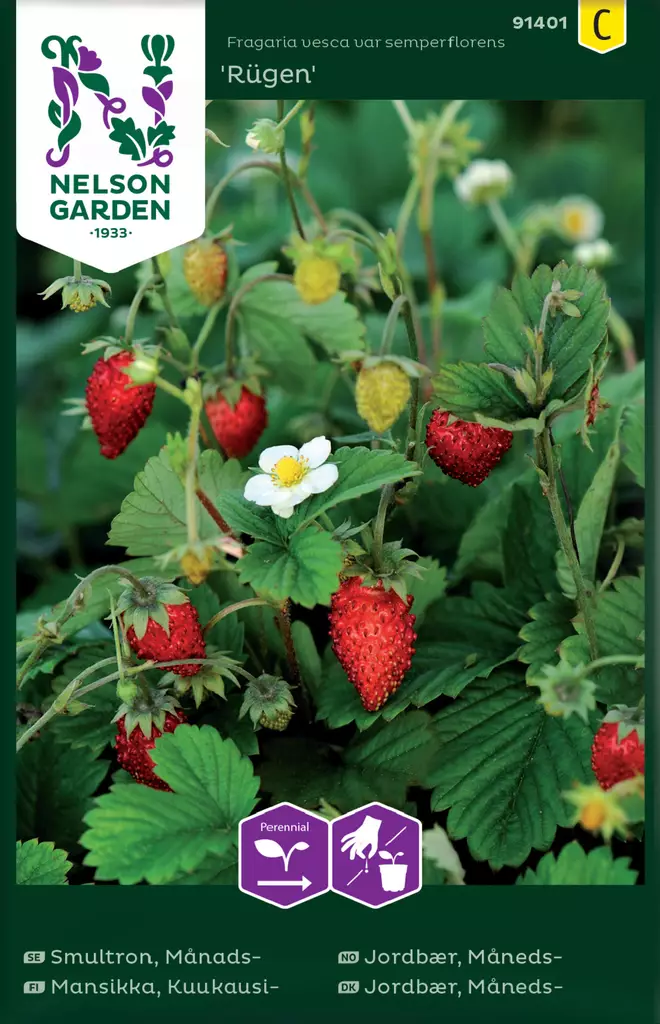 Kuukausimansikka 'Rügen' siemen, Nelson Garden - Vihannesten siemenet - 7312600914018 - 1