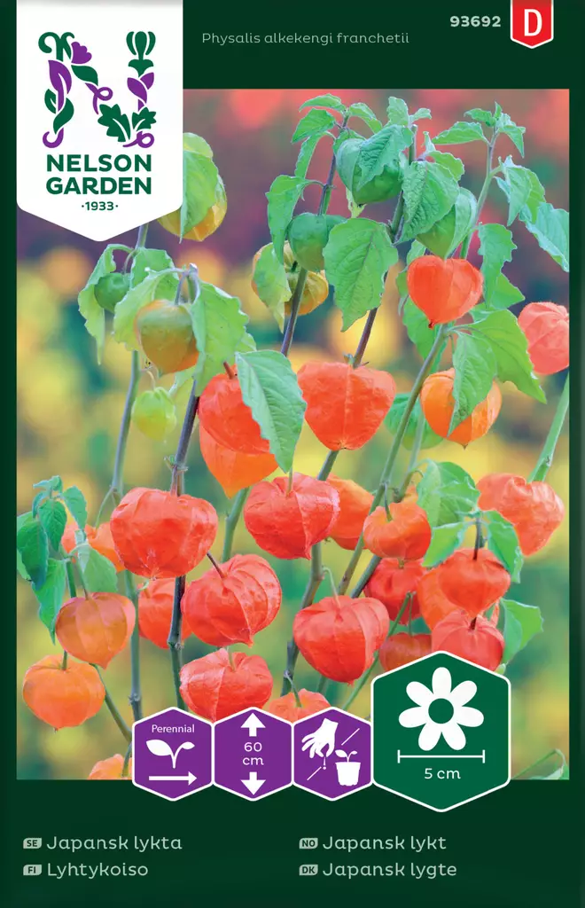 Lyhtykoiso siemen, Nelson Garden - Kukkien siemenet - 7312600936928 - 1