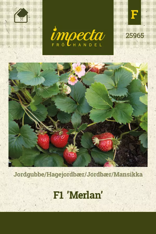 Mansikka' Merlan' F1, siemen, Impecta - Vihannesten siemenet - 7332756259658 - 1