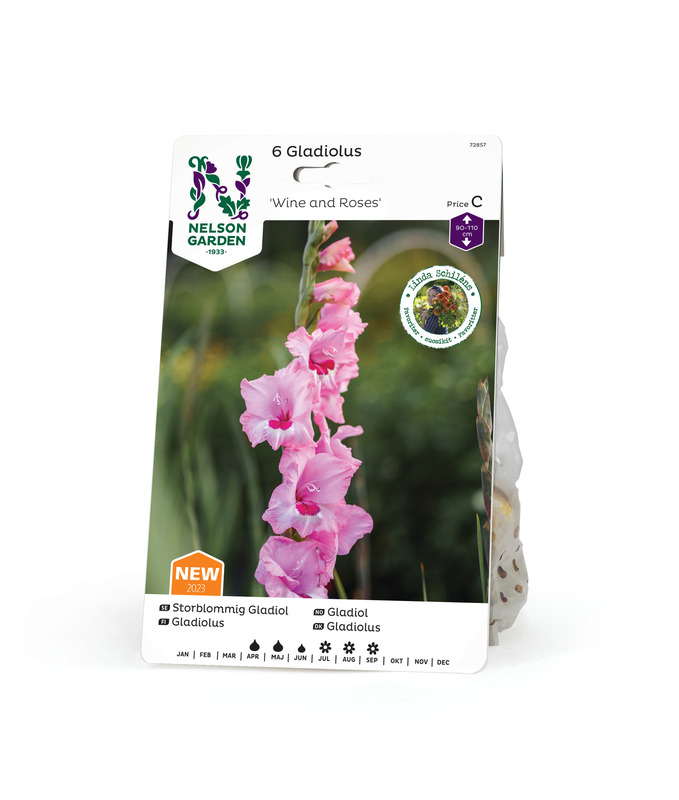 Miekkalilja 'Wine and Roses', Nelson Garden - Kukkasipulit - 7312600728578 - 1