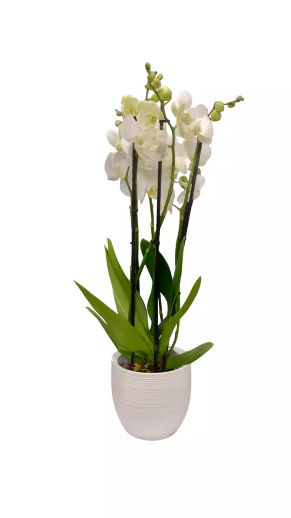 Perhoskämmekkä, 5-vanaa - Joulukukat ja -kasvit - 6410416124478 - 1