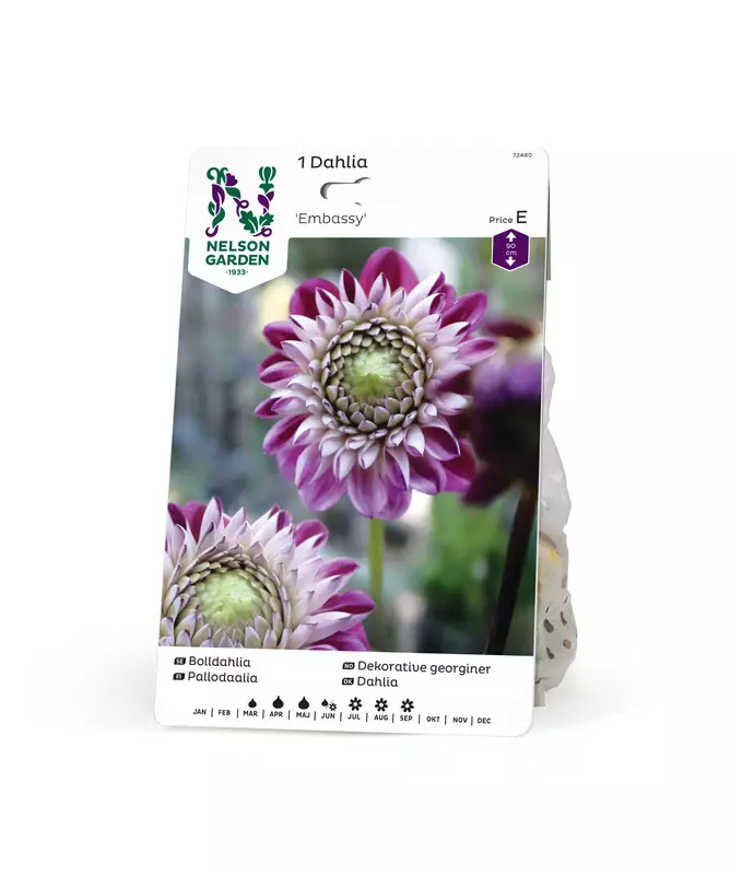 Pompondaalia 'Embassy', Nelson Garden - Kukkasipulit - 7312600724808 - 1