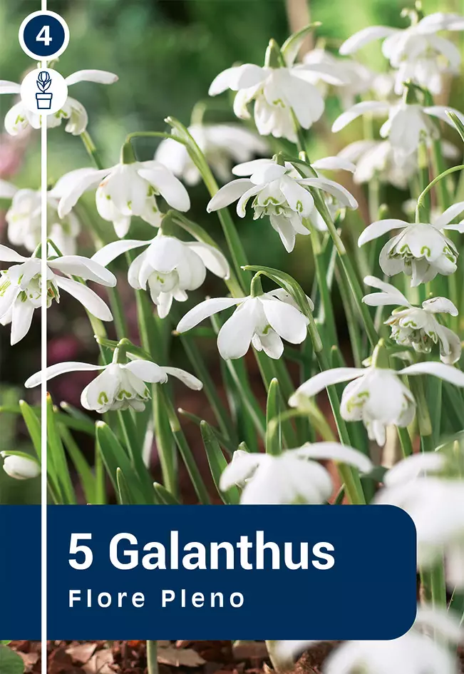 Puistolumikello 'Flore Pleno' 5 kpl - Syyssipulit - 8711148315438 - 1