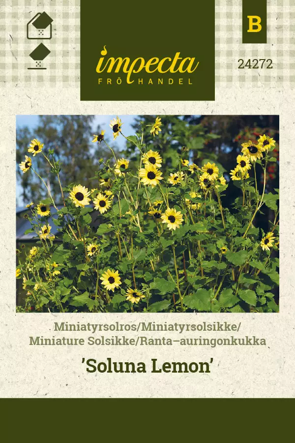 Ranta-auringonkukka 'Soluna Lemon', siemen, Impecta - Annossiemenet - 7332756242728 - 1