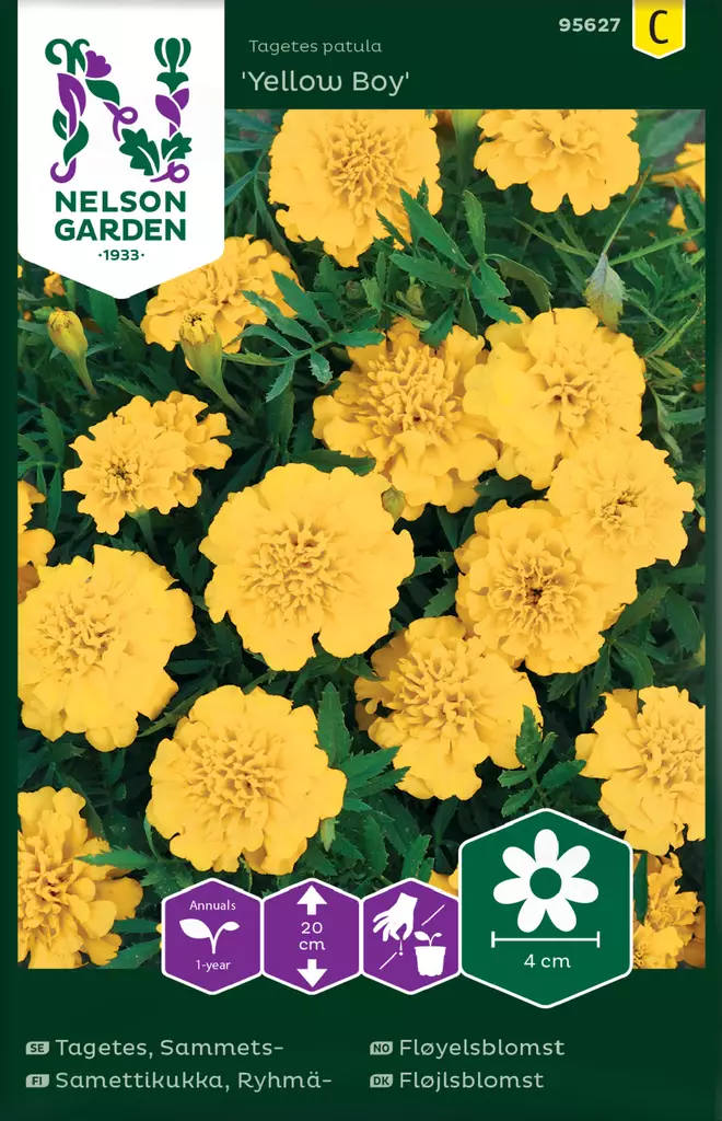 Ryhmäsamettikukka 'Yellow Boy' siemen, Nelson Garden - Kukkien siemenet - 7312600956278 - 1