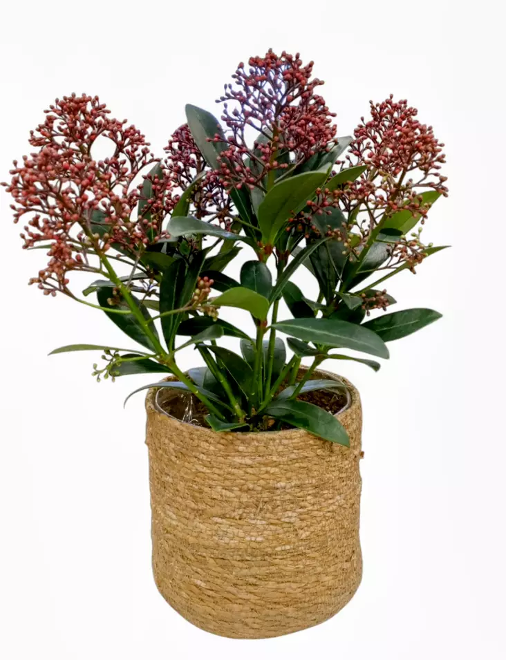 Skimmia - Joulukukat ja -kasvit - 6416719217808 - 1