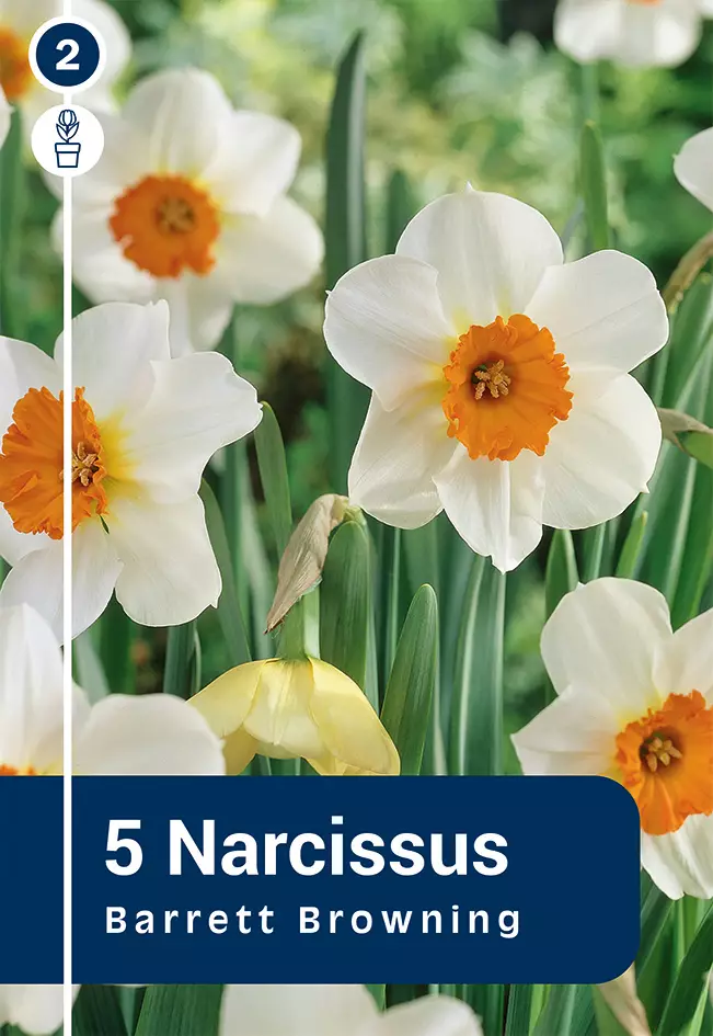 Tähtinarsissi 'Barret Browning' 5 kpl - Syyssipulit - 8711148314448 - 1