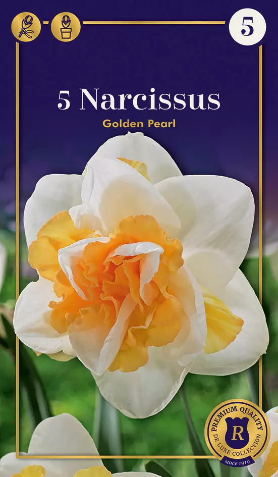 Tarhanarsissi 'Golden Pearl' 5 kpl - Syyssipulit - 8711148239758 - 1
