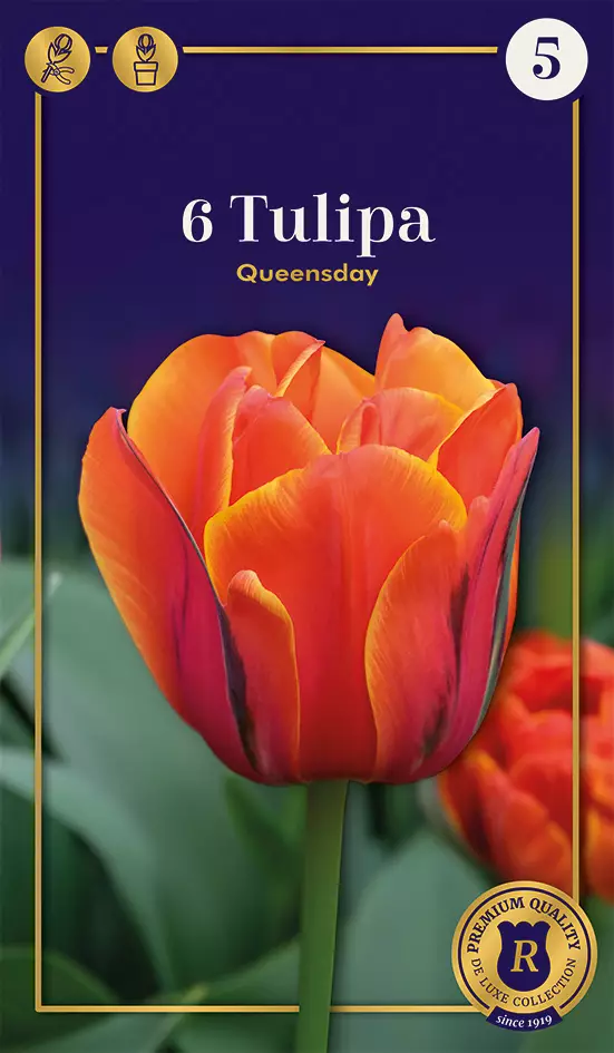 Tarhatulppaani 'Queensday' 6 kpl - Kukkasipulit - 8711148308508 - 1