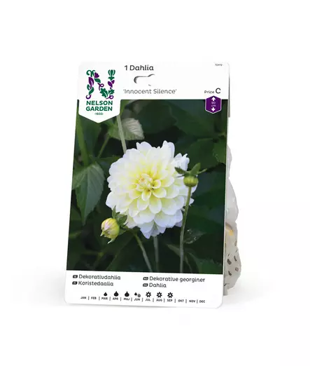 Koristedaalia 'Innocent Silence', Nelson Garden - Kukkasipulit - 7312600724129 - 1