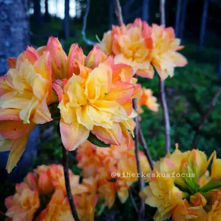 Atsalea Knap Hill -Ryhmä 'Csardas' 5 L - Atsaleat - 6430077656659 - 1