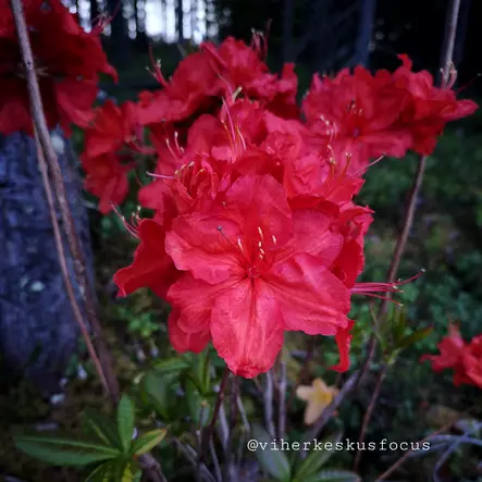 Atsalea Knap Hill -Ryhmä 'Feuerwerk' 5 L - Atsaleat - 6430028126569 - 2