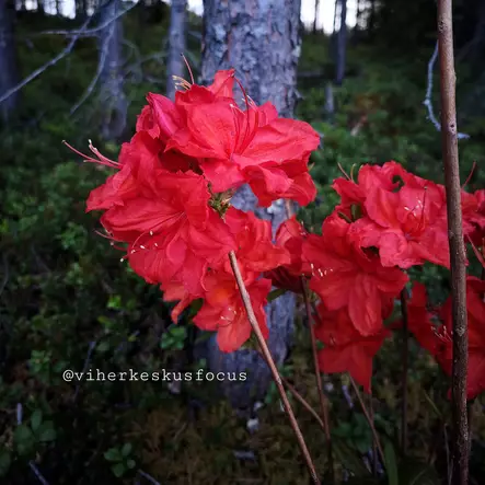 Atsalea Knap Hill -Ryhmä 'Feuerwerk' 5 L - Atsaleat - 6430028126569 - 1