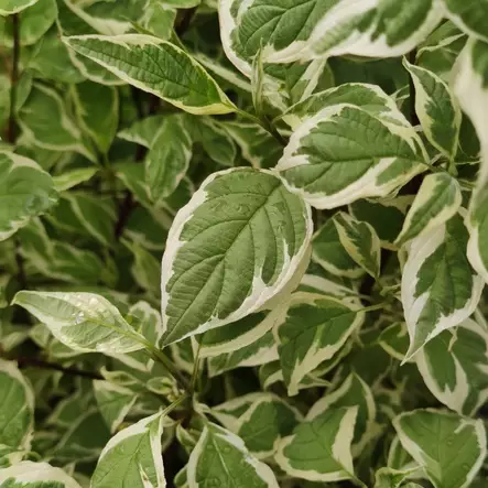 Valkokirjokanukka 'Ivory Halo' 3 L - Kanukat/heidet/kuusamat/pajut - 6419127303569 - 1