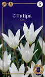 Italiantulppaani 'Sylvia' 5 kpl - Kukkasipulit - 8711148308409 - 1