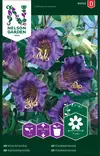 Kelloköynnös siemen, Nelson Garden - Kukkien siemenet - 7312600937529 - 1