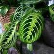 Paavonnukkumatti 'Lemon Lime', P12 - Maijat, maijakit ja matit - 6417055018779 - 1