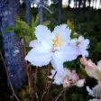 Puistoatsalea Knap Hill -Ryhmä 'Oxydol' 5 L - Alppiruusut, atsaleat ja hortensiat - 6430028124879 - 1