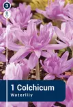 Syysmyrkkylilja 'Waterlily' 1 kpl - Syyssipulit - 8711148320029 - 1