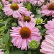 Tarhapunahattu 'Sunseekers Blush', 3 L - Perennat - 4741474452549 - 1