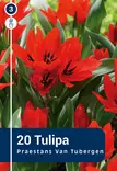 Terttutulppaani 'Van Tubergen's Variety' 20 kpl - Syyssipulit - 8711148314219 - 1
