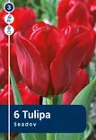 Triumftulppaani 'Seadov' 6 kpl - Syyssipulit - 8711148242079 - 1