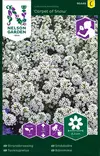 Tuoksupielus 'Carpet of Snow' siemen, Nelson Garden - Kukkien siemenet - 7312600954489 - 1