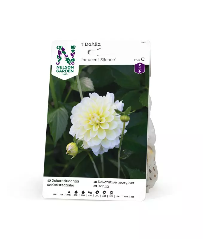 Koristedaalia 'Innocent Silence', Nelson Garden - Kukkasipulit - 7312600724129 - 1