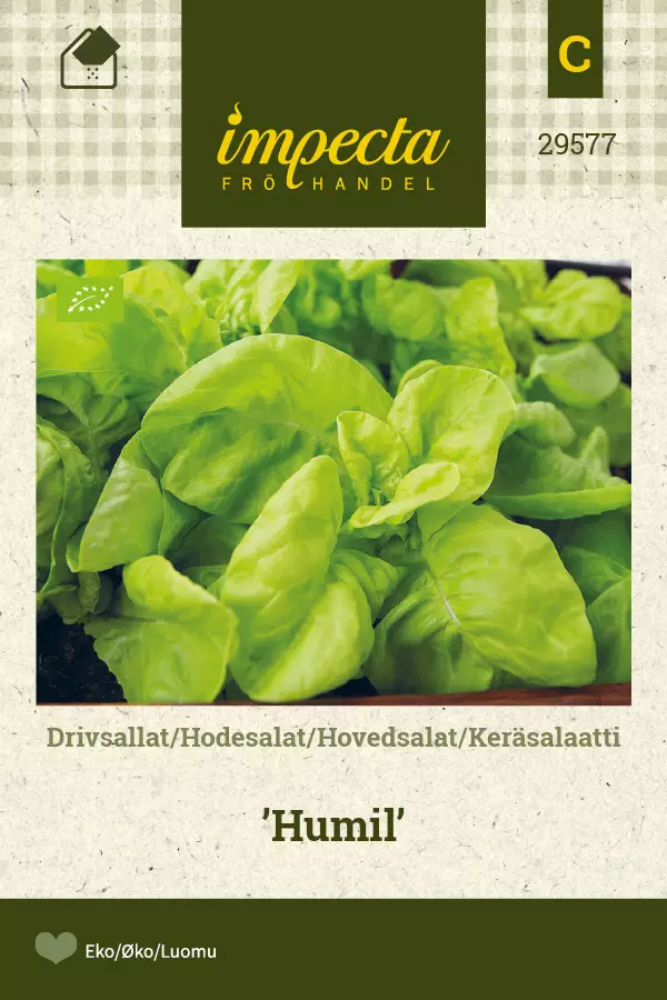 Keräsalaatti 'Humil', siemen, Impecta - Annossiemenet - 7332756295779 - 1