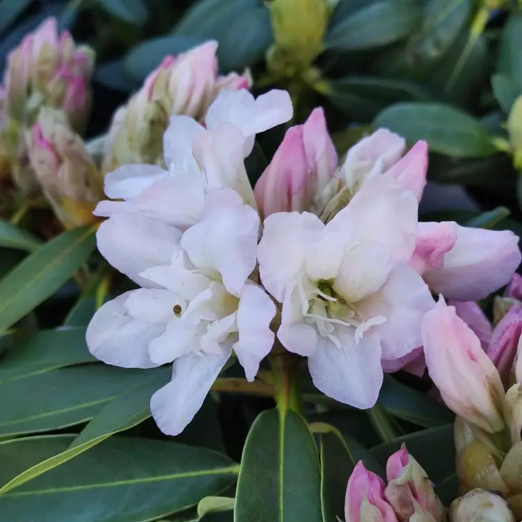 Alppiruusu 'Lumotar', 5 L - Alppiruusut - 6430028120529 - 1