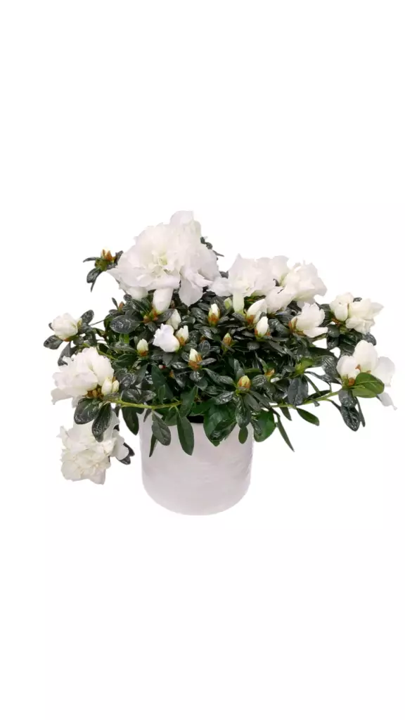 Atsalea kotimainen, Rhododendron - Joulukukat ja -kasvit - 6416719205509 - 1