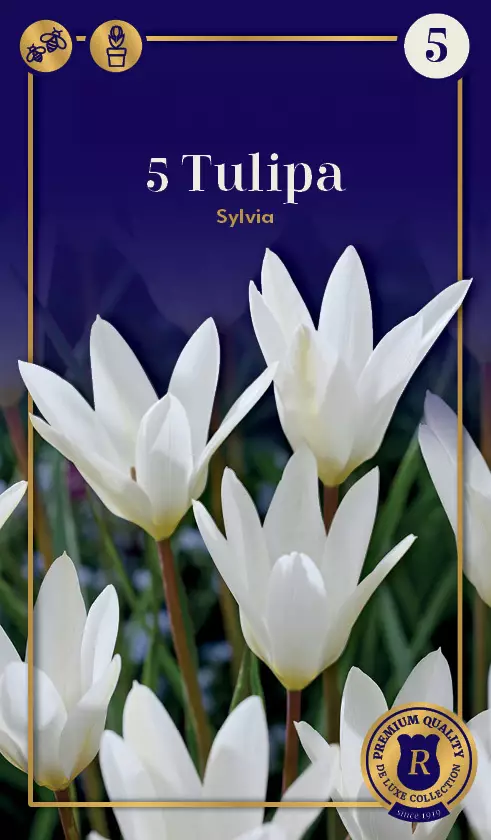 Italiantulppaani 'Sylvia' 5 kpl - Kukkasipulit - 8711148308409 - 1