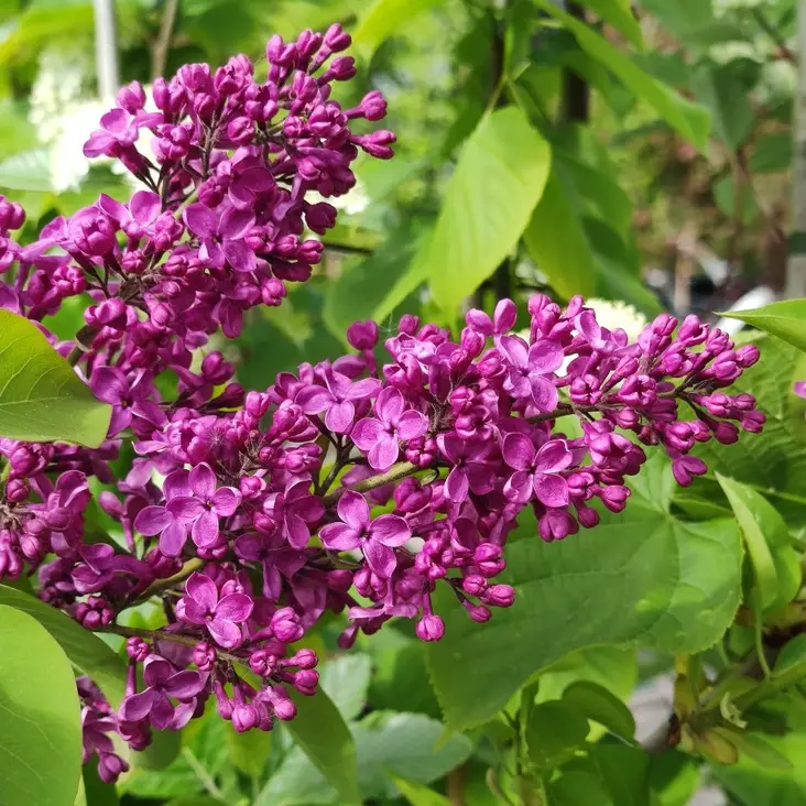 Jalosyreeni 'Andenken an Ludwig Späth', rungollinen - Koristekirsikat, syreenit, hortensiat - 6419344301249 - 1