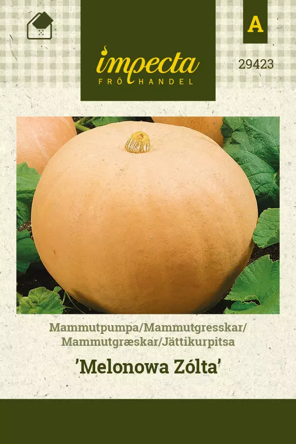 Jättikurpitsa 'Melonowa Zolta', siemen, Impecta - Annossiemenet - 7332756294239 - 1