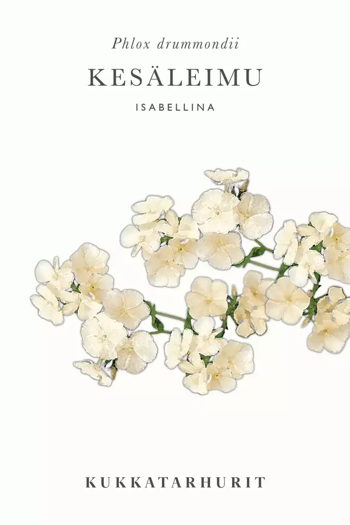 Kesäleimu 'Isabellina' - Annossiemenet - 6430081120429 - 1