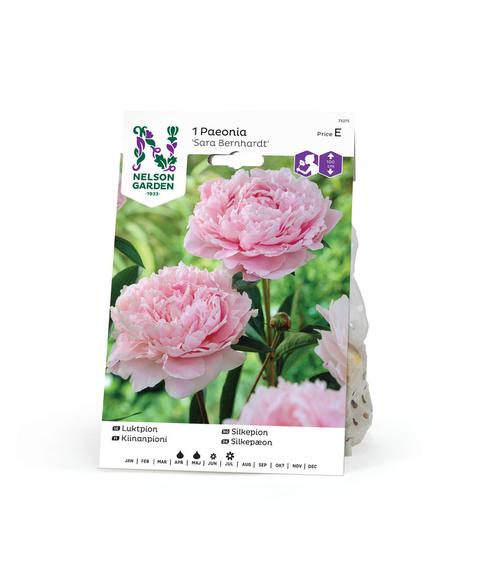 Kiinanpioni 'Sarah Bernhardt', Nelson Garden - Kukkasipulit - 7312600732759 - 1