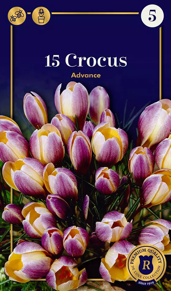 Kultasahrami, 'Advance' 15kpl - Syyssipulit - 8711148252559 - 1