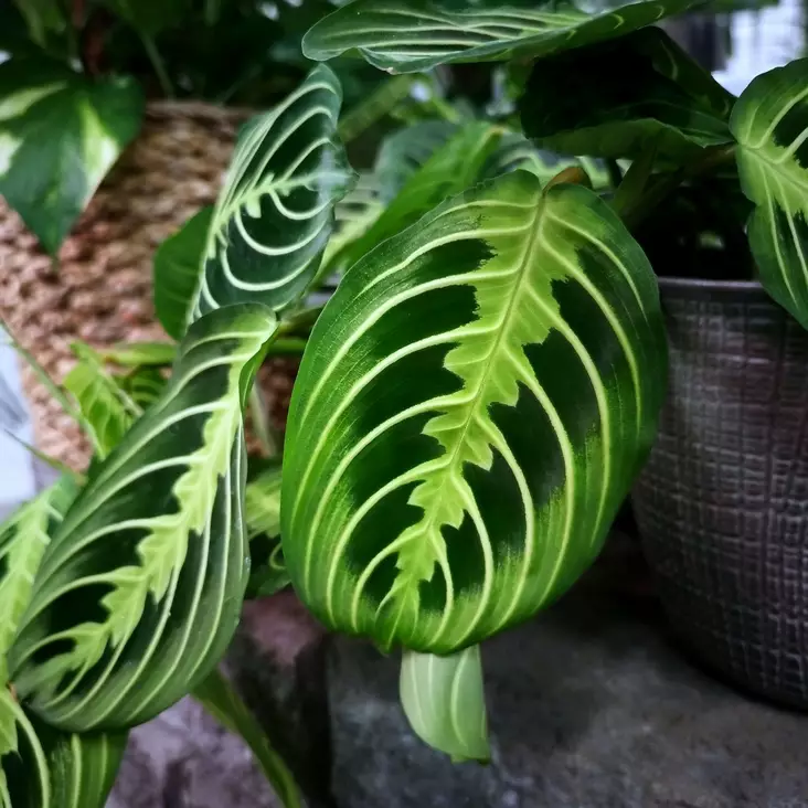 Paavonnukkumatti 'Lemon Lime', P12 - Maijat, maijakit ja matit - 6417055018779 - 1