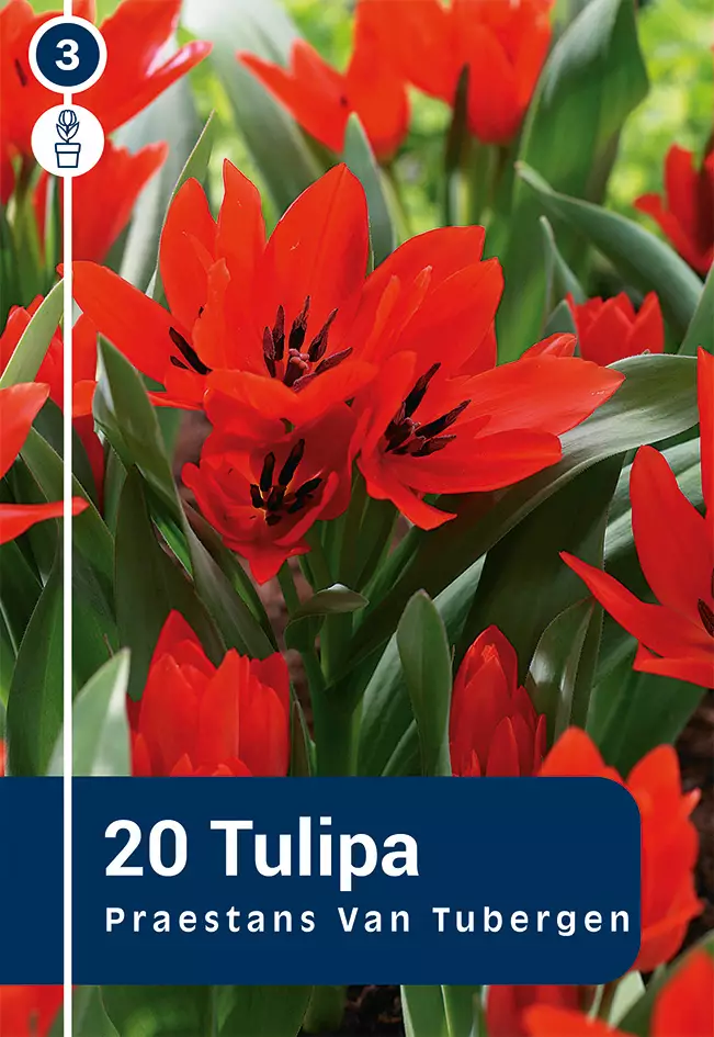 Terttutulppaani 'Van Tubergen's Variety' 20 kpl - Syyssipulit - 8711148314219 - 1