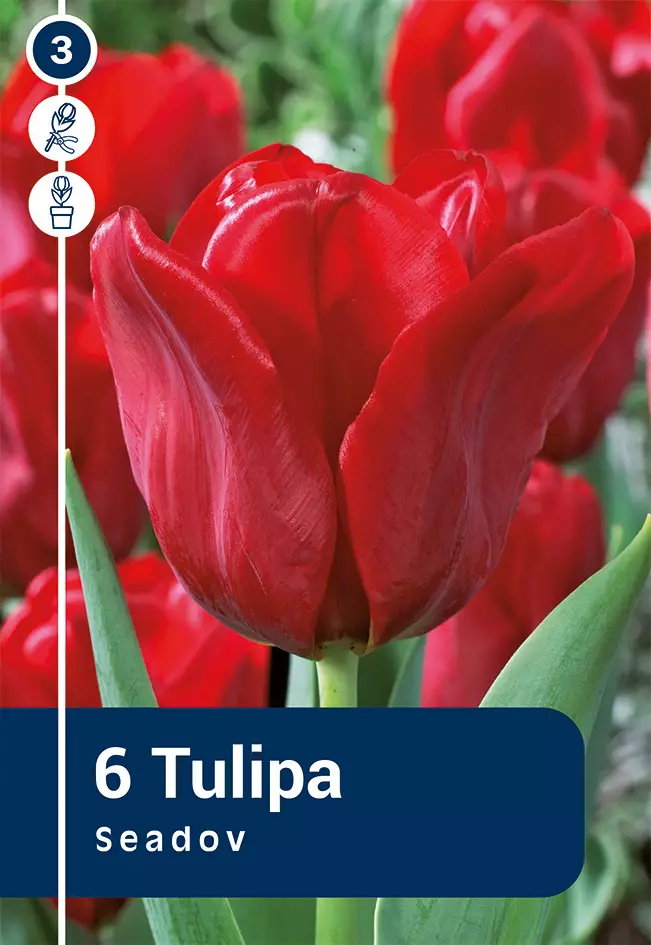 Triumftulppaani 'Seadov' 6 kpl - Syyssipulit - 8711148242079 - 1