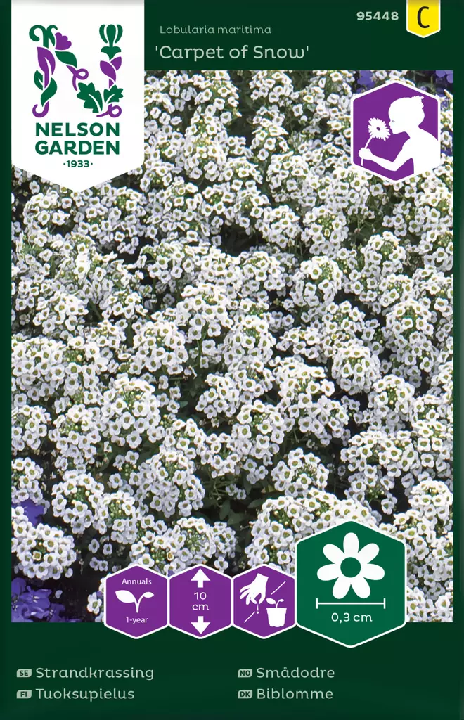 Tuoksupielus 'Carpet of Snow' siemen, Nelson Garden - Kukkien siemenet - 7312600954489 - 1