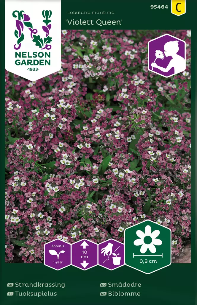 Tuoksupielus 'Violet Queen' siemen, Nelson Garden - Kukkien siemenet - 7312600954649 - 1