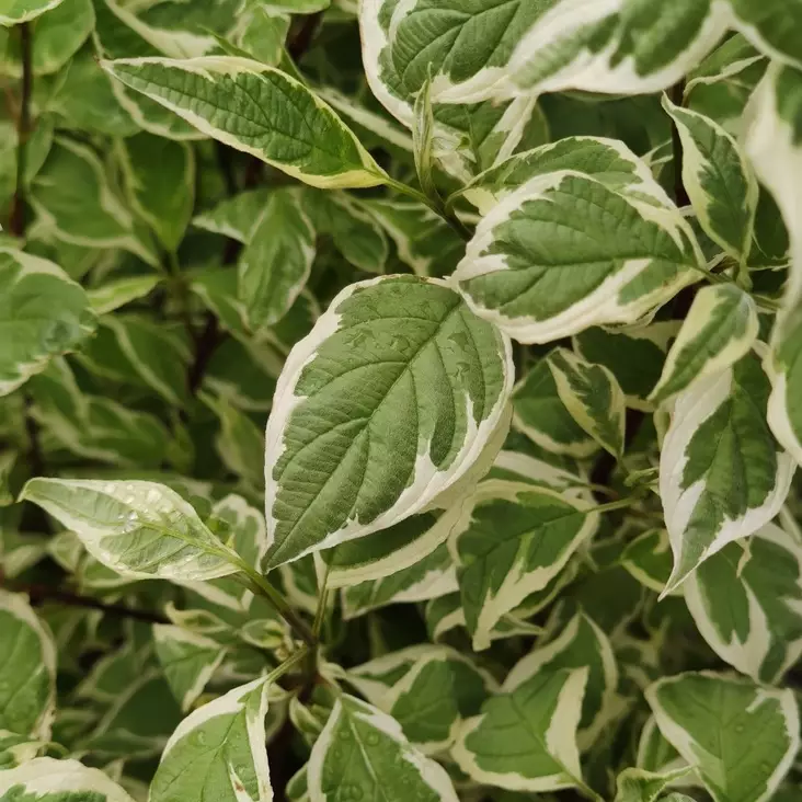 Valkokirjokanukka 'Ivory Halo' 3 L - Kanukat/heidet/kuusamat/pajut - 6419127303569 - 1